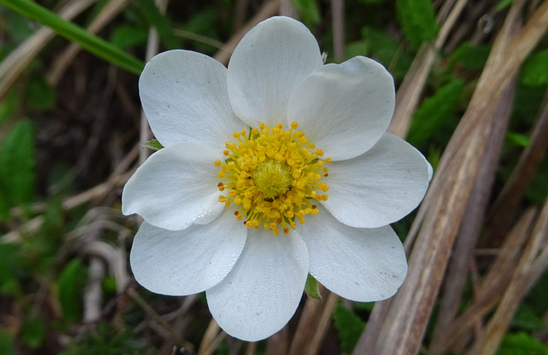 Dryas octopetala - Rosaceae (Camedrio alpino)